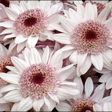 Cross stitch pattern: #310413