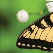 Cross stitch pattern: #310485