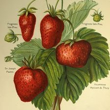 Cross stitch pattern: #310529