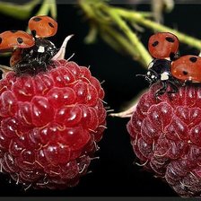 Cross stitch pattern: #310572