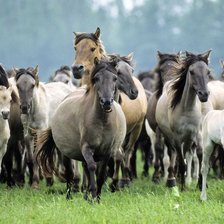 Cross stitch pattern: #310748