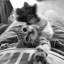 Cross stitch pattern: #312537