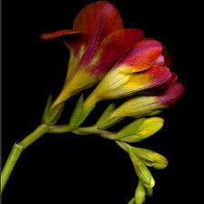 Cross stitch pattern: #313673