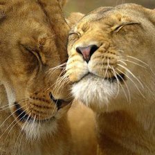 Cross stitch pattern: #315441