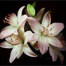 Cross stitch pattern: #315443