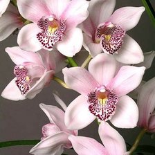 Cross stitch pattern: #316090