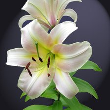 Cross stitch pattern: #316269