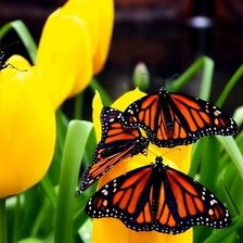 Cross stitch pattern: #316414