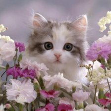 Cross stitch pattern: #316867