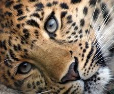 Cross stitch pattern: #317007