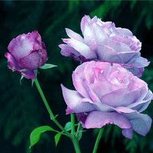 Cross stitch pattern: #317467