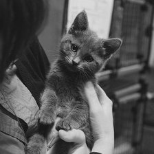 Cross stitch pattern: #319889