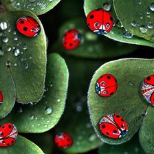 Cross stitch pattern: #320048