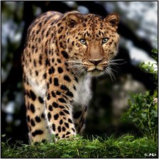 Cross stitch pattern: #320577