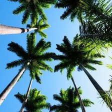 Cross stitch pattern: #323381