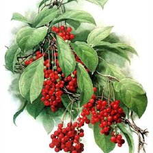 Cross stitch pattern: #324563