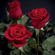 Cross stitch pattern: #325490