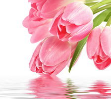 Cross stitch pattern: #325505