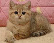 Cross stitch pattern: #327019