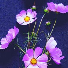 Cross stitch pattern: #327242