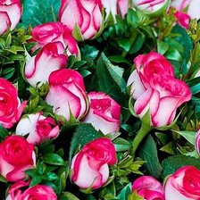 Cross stitch pattern: #329369