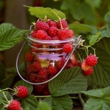 Cross stitch pattern: #330262