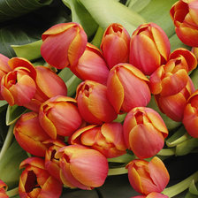 Cross stitch pattern: #331017