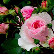 Cross stitch pattern: #331018