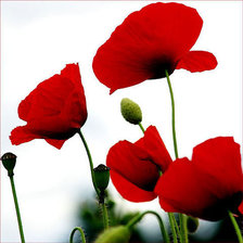Cross stitch pattern: #333072