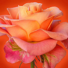 Cross stitch pattern: #333089