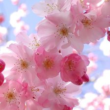 Cross stitch pattern: #333091