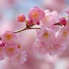 Cross stitch pattern: #333102