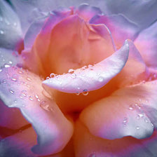 Cross stitch pattern: #333105