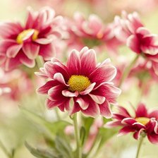 Cross stitch pattern: #333106