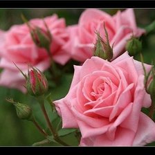 Cross stitch pattern: #336802