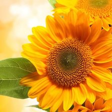 Cross stitch pattern: #337708