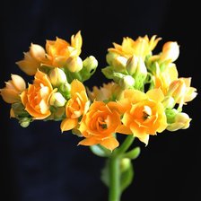 Cross stitch pattern: #337826