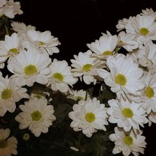 Cross stitch pattern: #337855