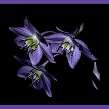 Cross stitch pattern: #337859