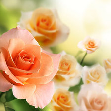 Cross stitch pattern: #338662