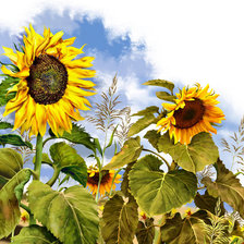 Cross stitch pattern: #338780