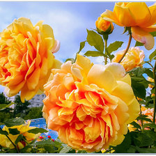 Cross stitch pattern: #338963