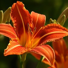 Cross stitch pattern: #338972