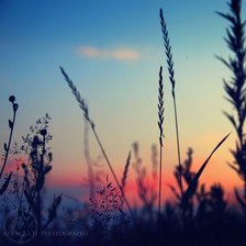 Cross stitch pattern: #339196