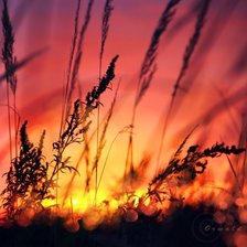 Cross stitch pattern: #339213