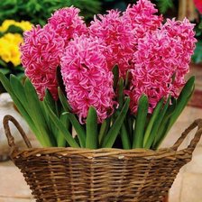 Cross stitch pattern: #339556