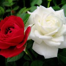 Cross stitch pattern: #339557