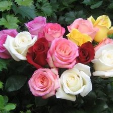 Cross stitch pattern: #339566