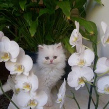 Cross stitch pattern: #341104