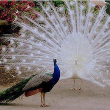 Cross stitch pattern: #342552